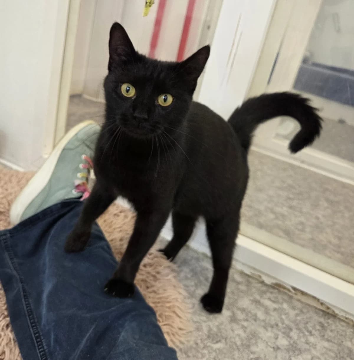 Cora, female Mixed Breed for adoption at Tierschutzverein Bremerhaven, Bremerhaven