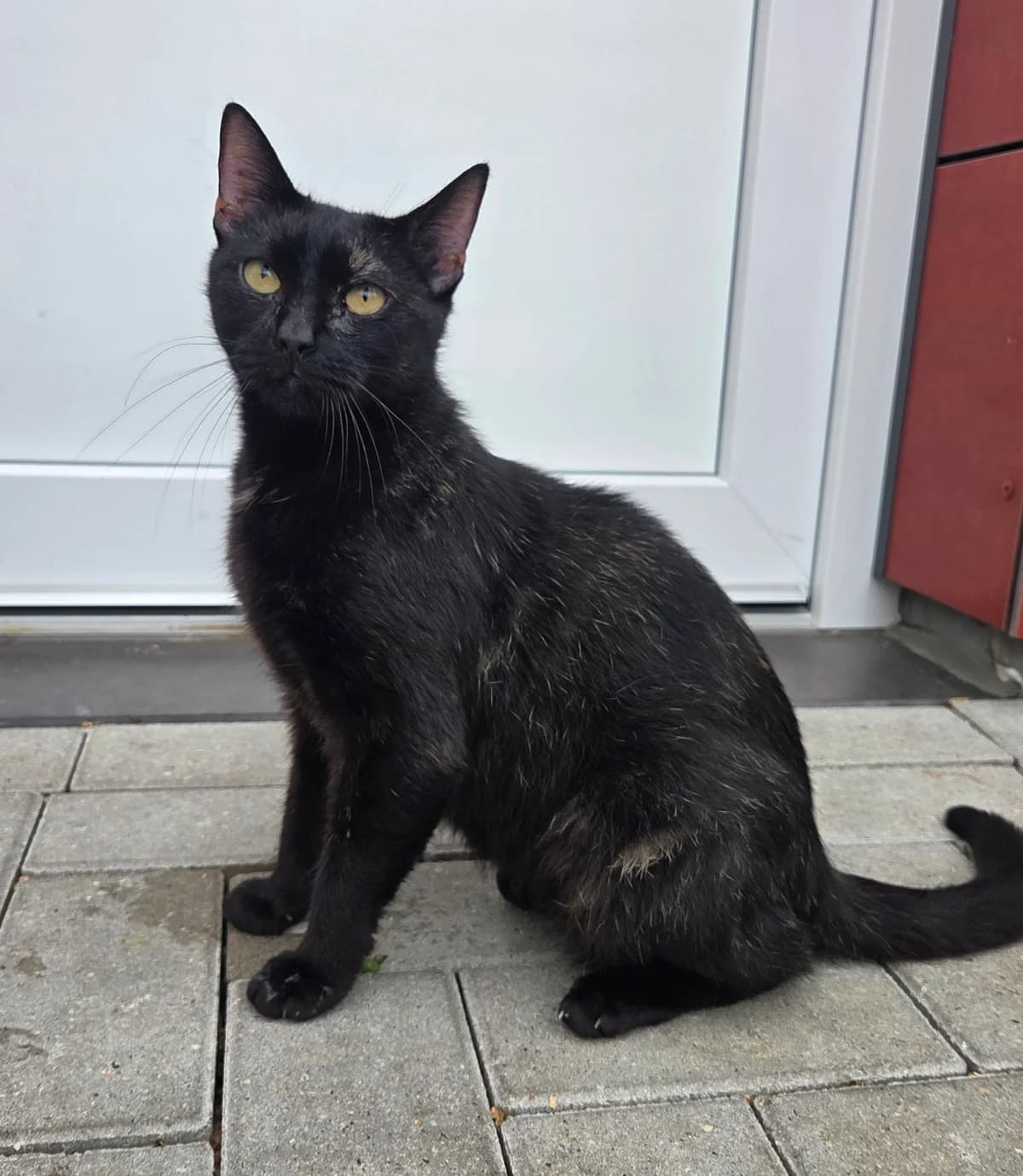 Barbie, female Mixed Breed for adoption at Tierschutzverein Bremerhaven, Bremerhaven