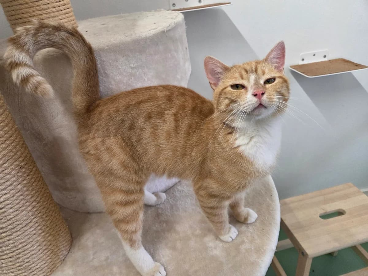 Simon, male Mixed Breed for adoption at Tierschutzverein Bremerhaven, Bremerhaven