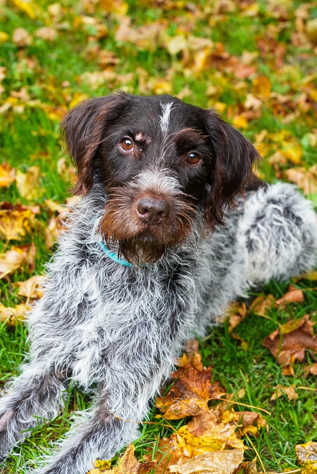 Argos, senior Mixed Breed for adoption at Tierheim Brilon
