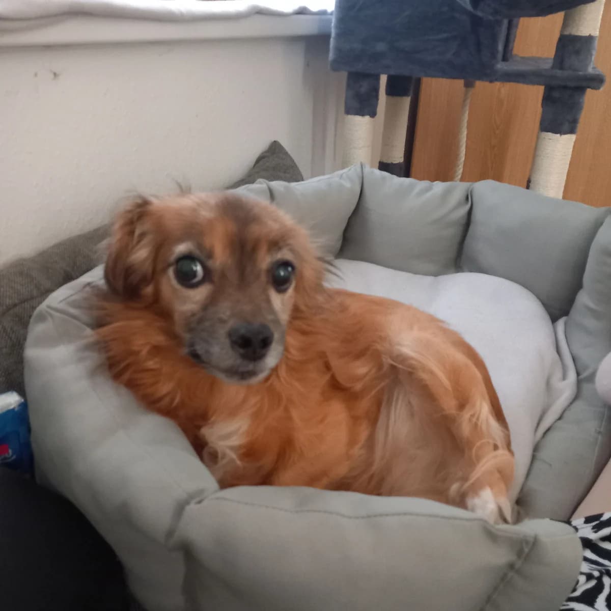 Bam Bam, senior Mixed Breed for adoption at Tierheim Brilon