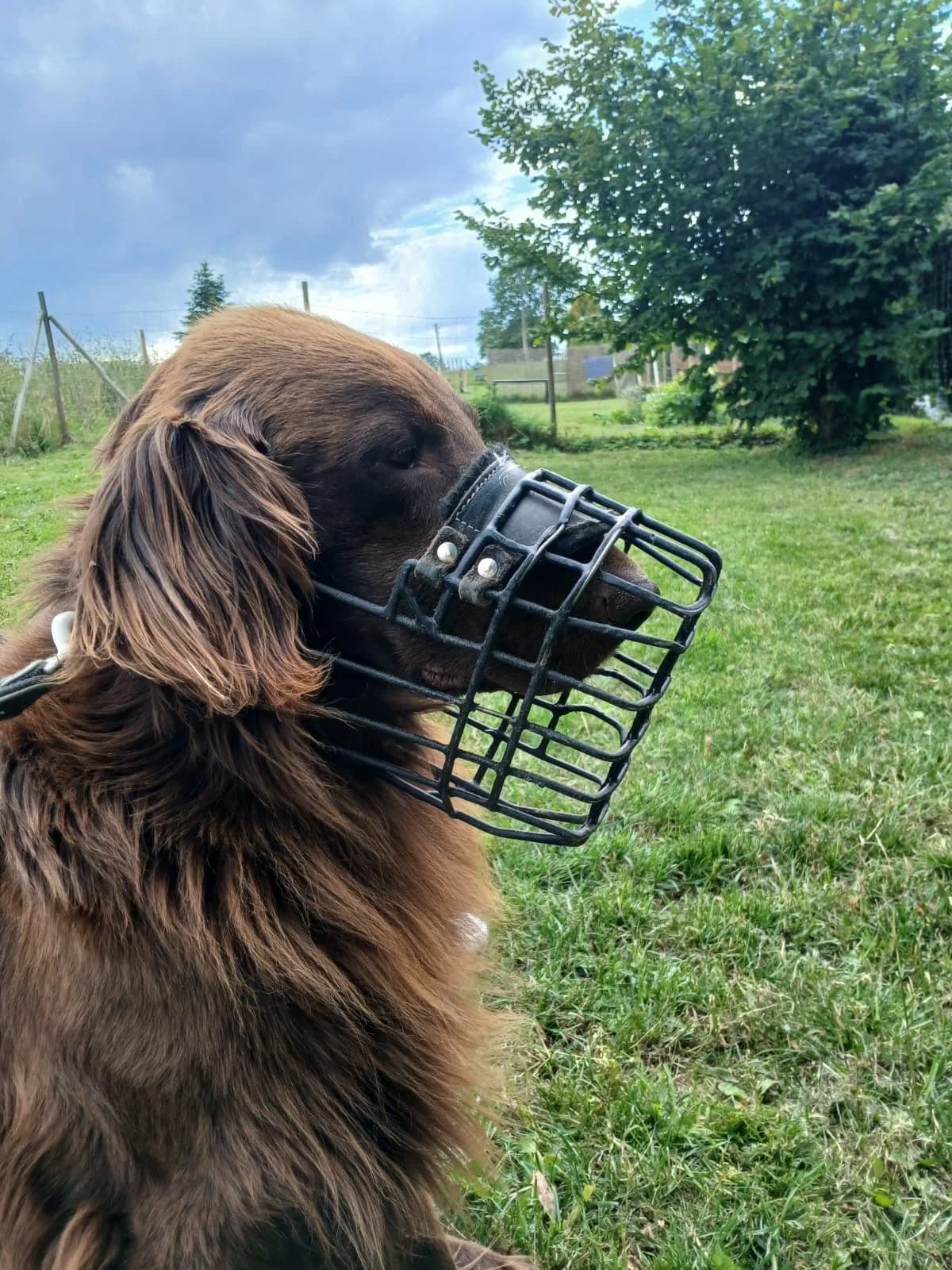 Banky, male senior mixed breed for adoption at Tierheim Brilon