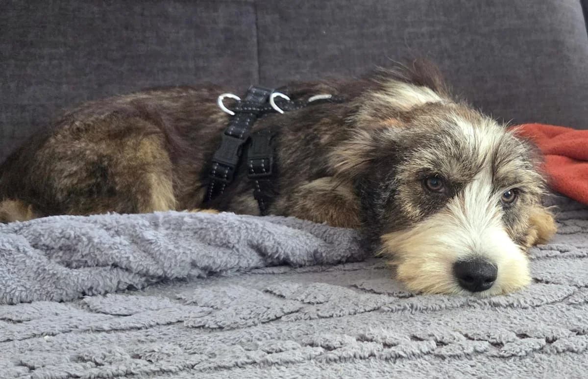 Flo, male Mixed Breed for adoption at Tierheim Brilon