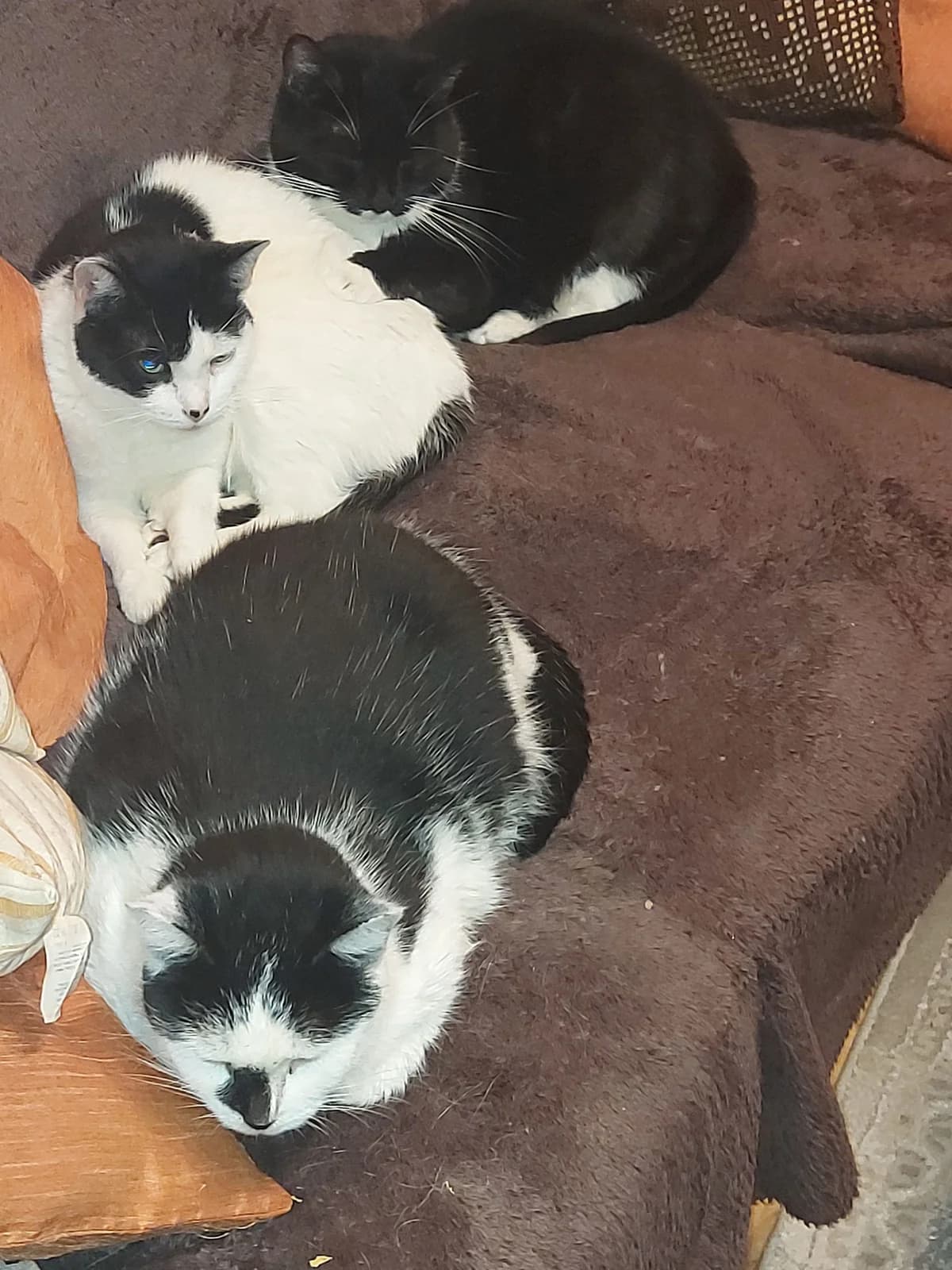 Jauli, Frechdachs, Monchy & Fiete, weiß female senior European Shorthair for adoption at Tierheim Brilon