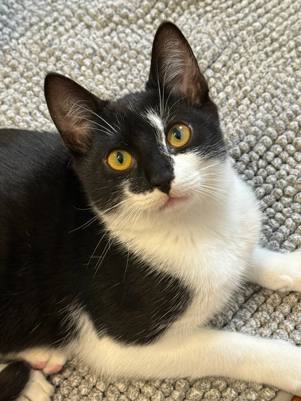Little Und Herr Winzig, female senior Mixed Breed for adoption at Tierheim Brilon