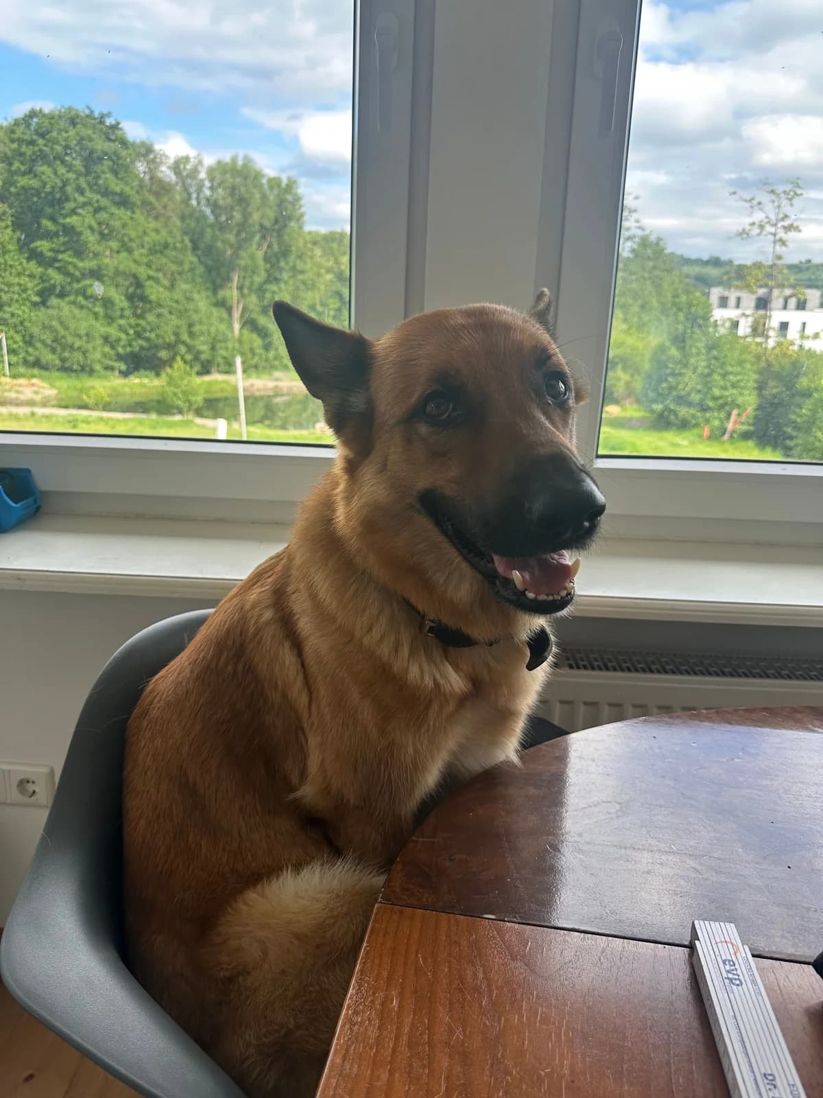 Luna, rot female 4yo German Shepherd for adoption at Tierheim Brilon