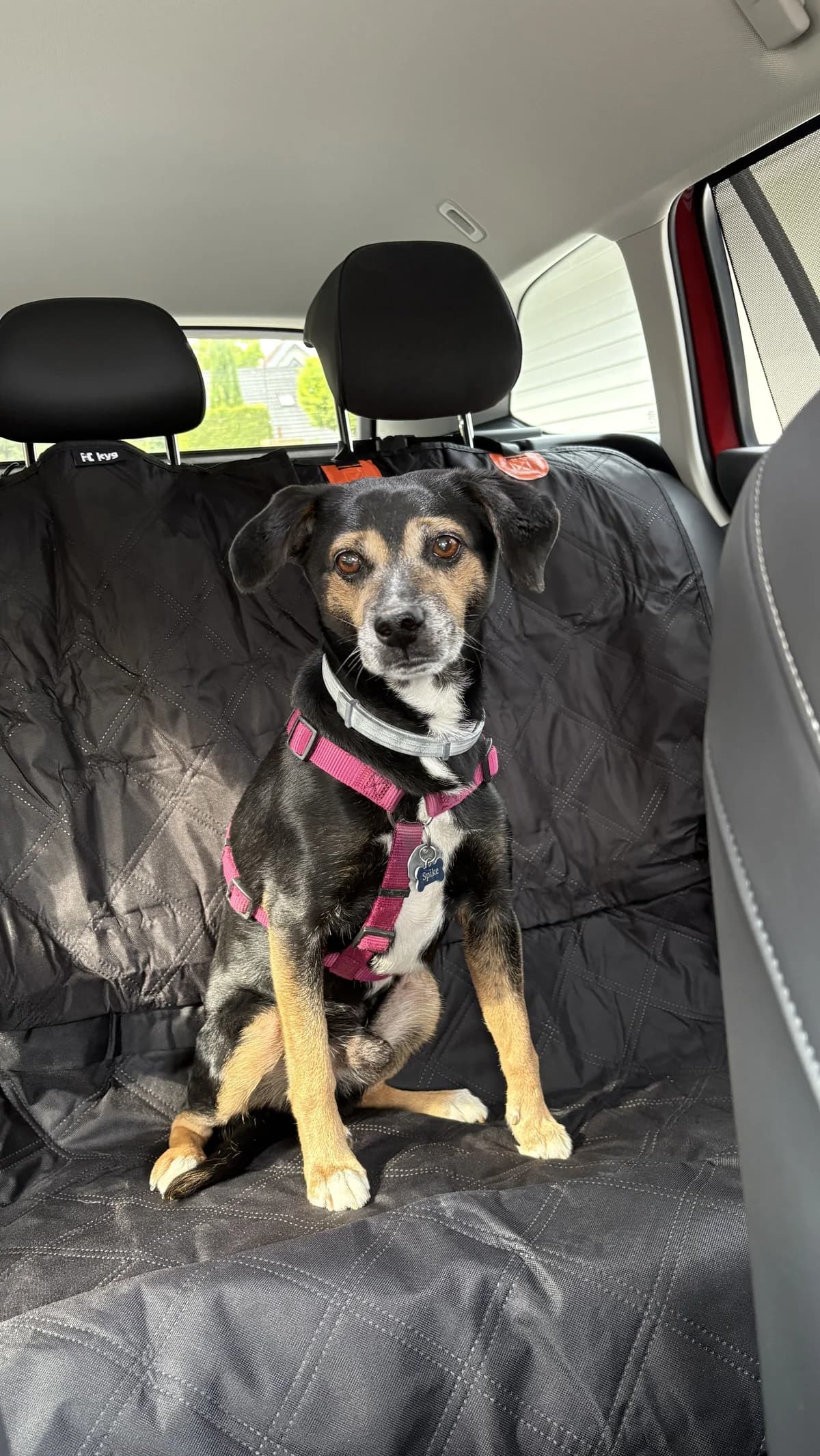 Spike, male senior Mixed Breed for adoption at Tierheim Brilon