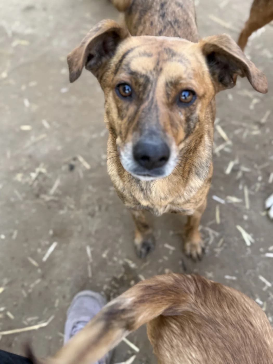 Tigrincs, female Mixed Breed for adoption at Tierheim Brilon