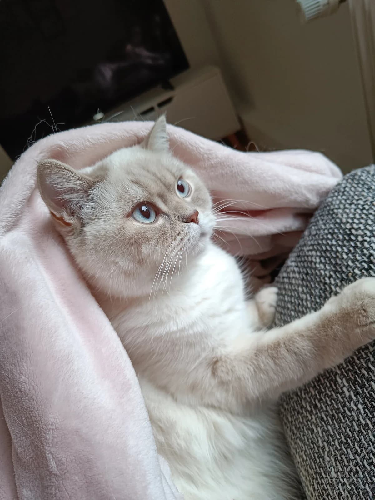Zoey Und Toni, female senior British Shorthair for adoption at Tierheim Brilon