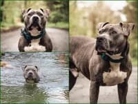 Tony, American Staffordshire Terrier for adoption at Tierheim Buchholz, Buchholz in der Nordheide