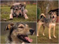 Lupin, Mixed Breed for adoption at Tierheim Buchholz, Buchholz in der Nordheide