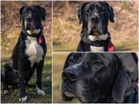 Ron, mixed breed for adoption at Tierheim Buchholz, Buchholz in der Nordheide