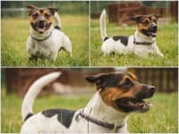 Louie, mixed breed for adoption at Tierheim Buchholz, Buchholz in der Nordheide