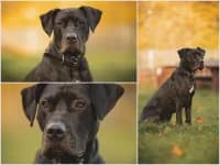 Nischa, Cane Corso for adoption at Tierheim Buchholz, Buchholz in der Nordheide