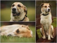 Monty, Mixed Breed for adoption at Tierheim Buchholz, Buchholz in der Nordheide