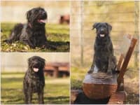 Ronja, mixed breed for adoption at Tierheim Buchholz, Buchholz in der Nordheide