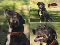 Lehmann, German Shepherd for adoption at Tierheim Buchholz, Buchholz in der Nordheide