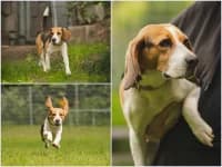 Elsa, Beagle for adoption at Tierheim Buchholz, Buchholz in der Nordheide