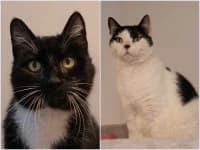 Elmo + Grover, European Shorthair for adoption at Tierheim Buchholz, Buchholz in der Nordheide