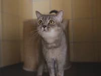 Krabbe, British Shorthair for adoption at Tierheim Buchholz, Buchholz in der Nordheide