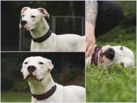 Alma, mixed breed for adoption at Tierheim Buchholz, Buchholz in der Nordheide