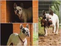 Schmolly, English Bulldog for adoption at Tierheim Buchholz, Buchholz in der Nordheide