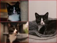 Sarabi + 2 Kids, European Shorthair for adoption at Tierheim Buchholz, Buchholz in der Nordheide