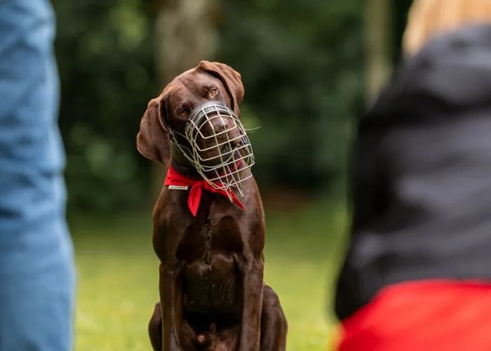 Paul, mixed breed for adoption at Tierheim Burgdorf, Burgdorf