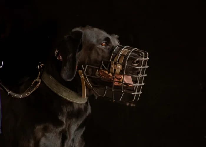 Nala, Labrador Retriever for adoption at Tierheim Burgdorf, Burgdorf