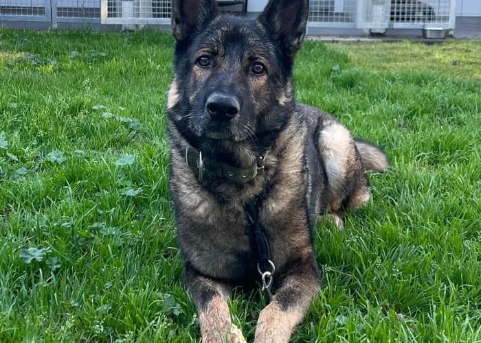 Ricola, German Shepherd for adoption at Tierheim Burgdorf, Burgdorf