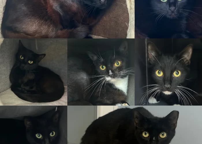 Die Adligen, European Shorthair for adoption at Tierheim Burgdorf, Burgdorf