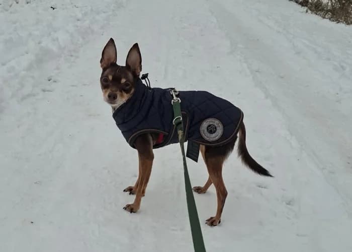 Ronny, mixed breed for adoption at Tierheim Burgdorf, Burgdorf