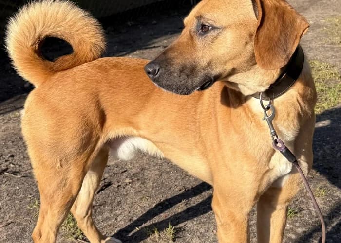 Sprotte, Mixed Breed for adoption at Tierheim Burgdorf, Burgdorf