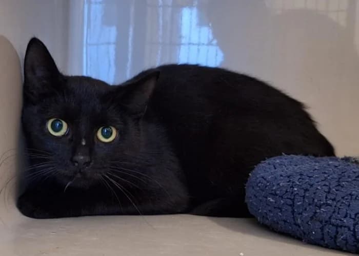Spaghetti, European Shorthair for adoption at Tierheim Burgdorf, Burgdorf