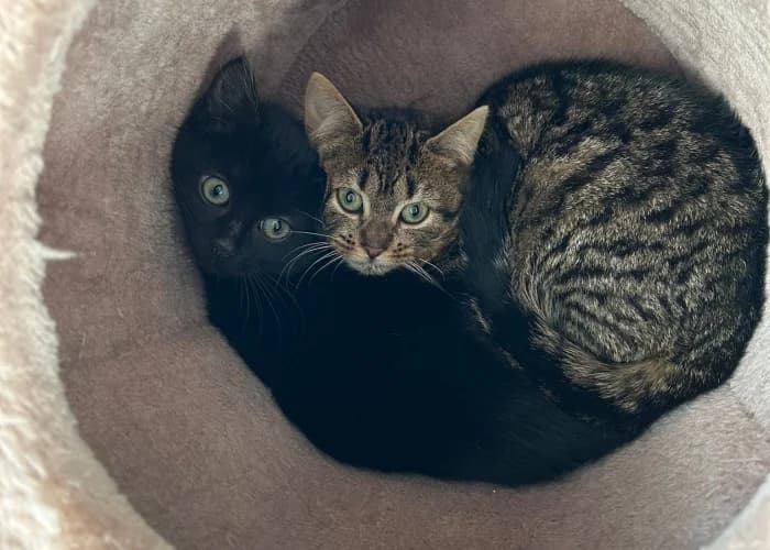 Matcha und Vivaro, European Shorthair for adoption at Tierheim Burgdorf, Burgdorf