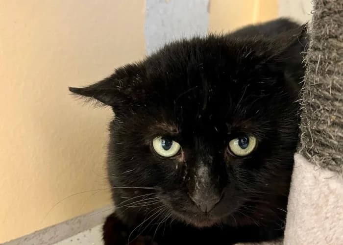 Goma und Mirin, European Shorthair for adoption at Tierheim Burgdorf, Burgdorf