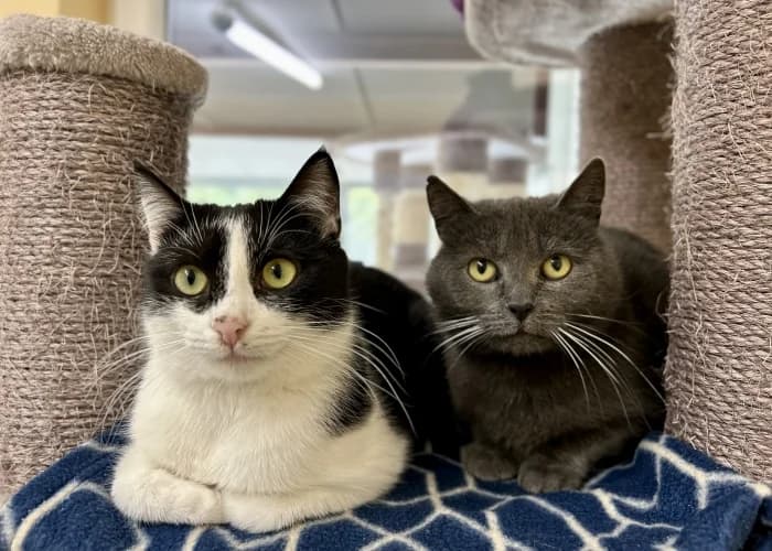 Florentine und Blinzela, European Shorthair for adoption at Tierheim Burgdorf, Burgdorf