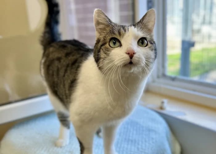 Sissi, European Shorthair for adoption at Tierheim Burgdorf, Burgdorf