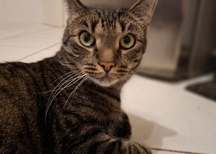 Tom und Taylor, European Shorthair for adoption at Tierheim Burgdorf, Burgdorf