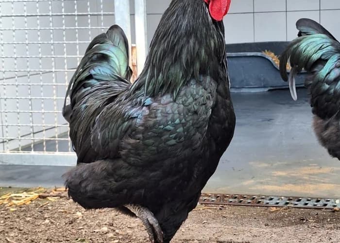 Hix und Hatschi, mixed breed for adoption at Tierheim Burgdorf, Burgdorf