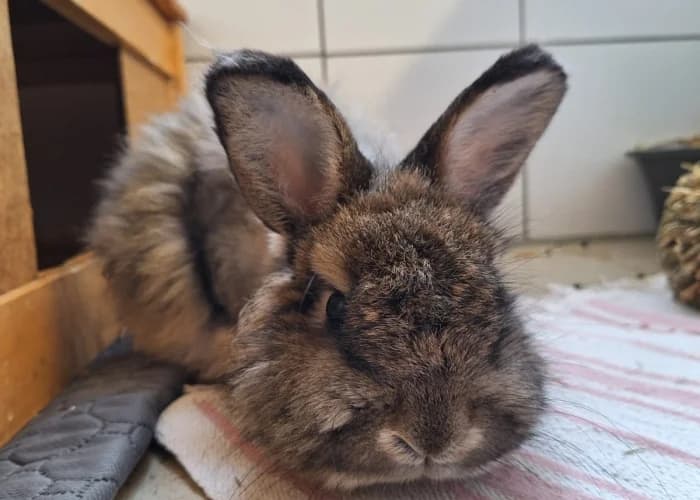 Gandalf, mixed breed for adoption at Tierheim Burgdorf, Burgdorf