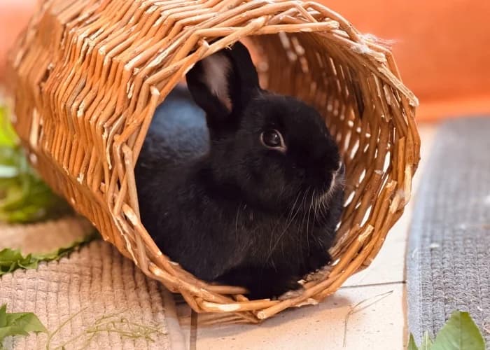 Salem, mixed breed for adoption at Tierheim Burgdorf, Burgdorf