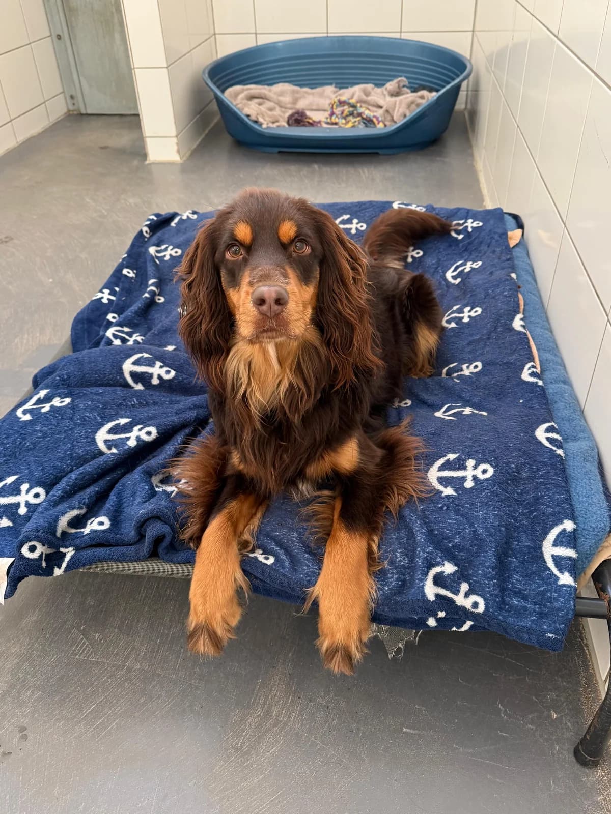 Buddy, Australian Shepherd for adoption at Tierheim Burgdorf, Burgdorf