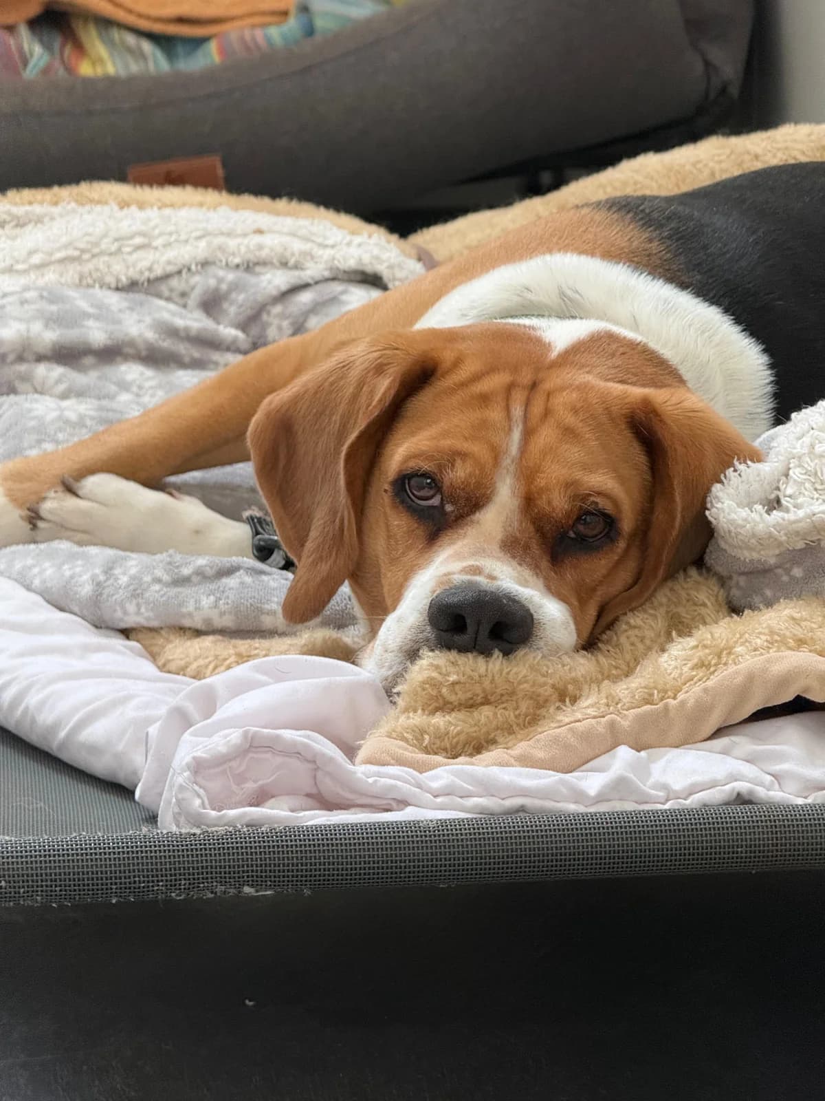 Elvis, Beagle for adoption at Tierheim Burgdorf, Burgdorf