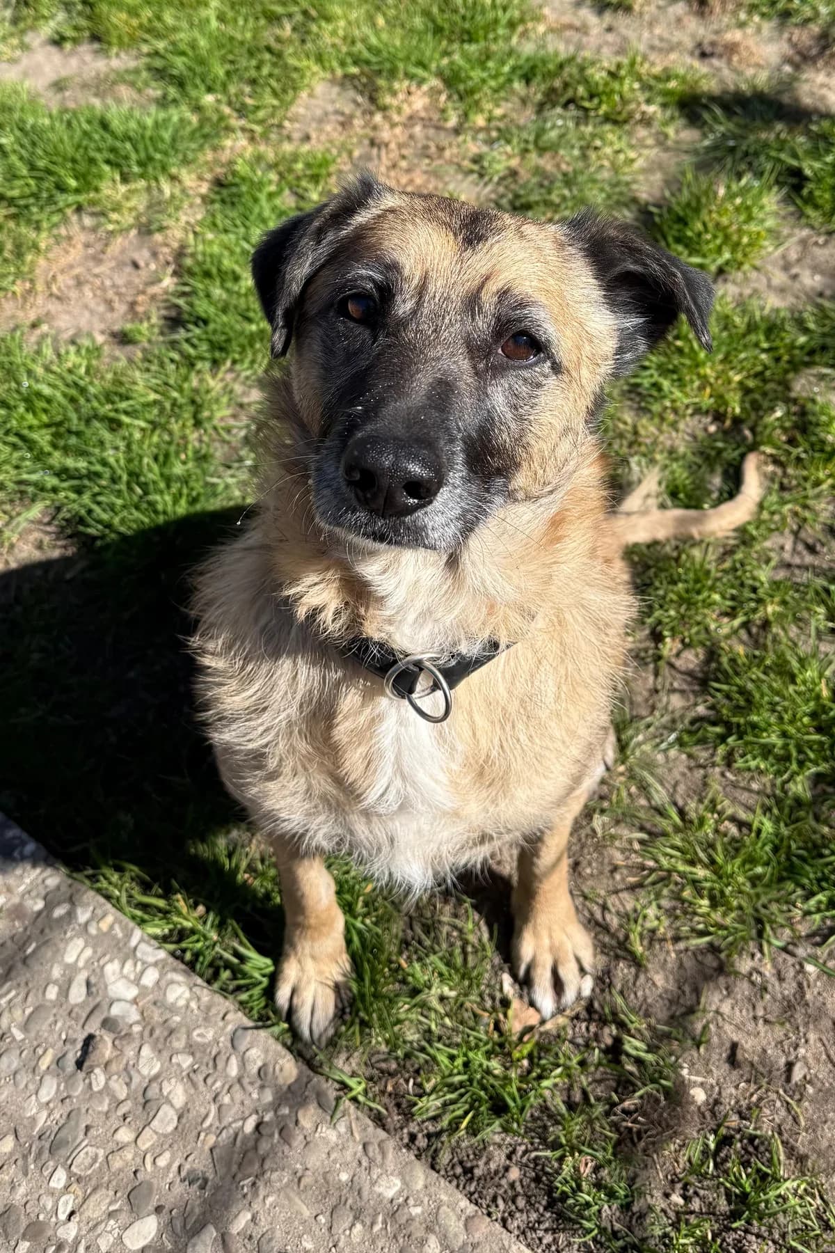 Hannah, mixed breed for adoption at Tierheim Burgdorf, Burgdorf
