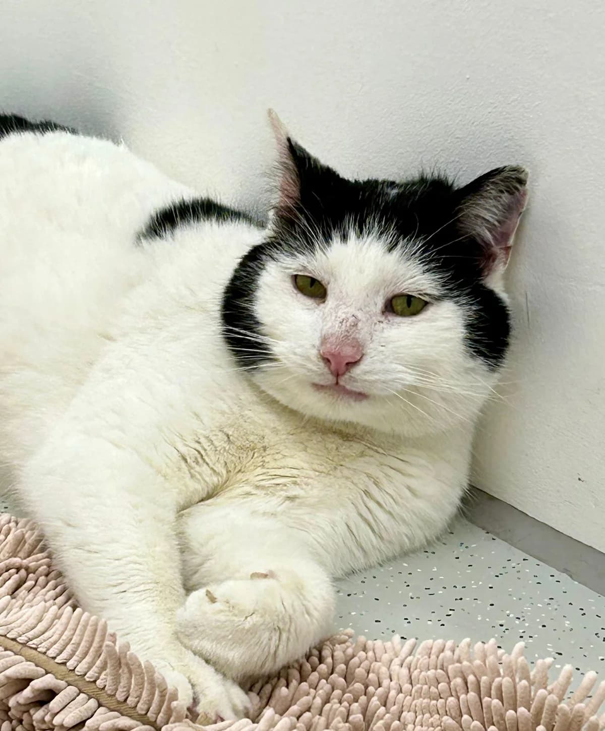 Headset Henry, European Shorthair for adoption at Tierheim Burgdorf, Burgdorf