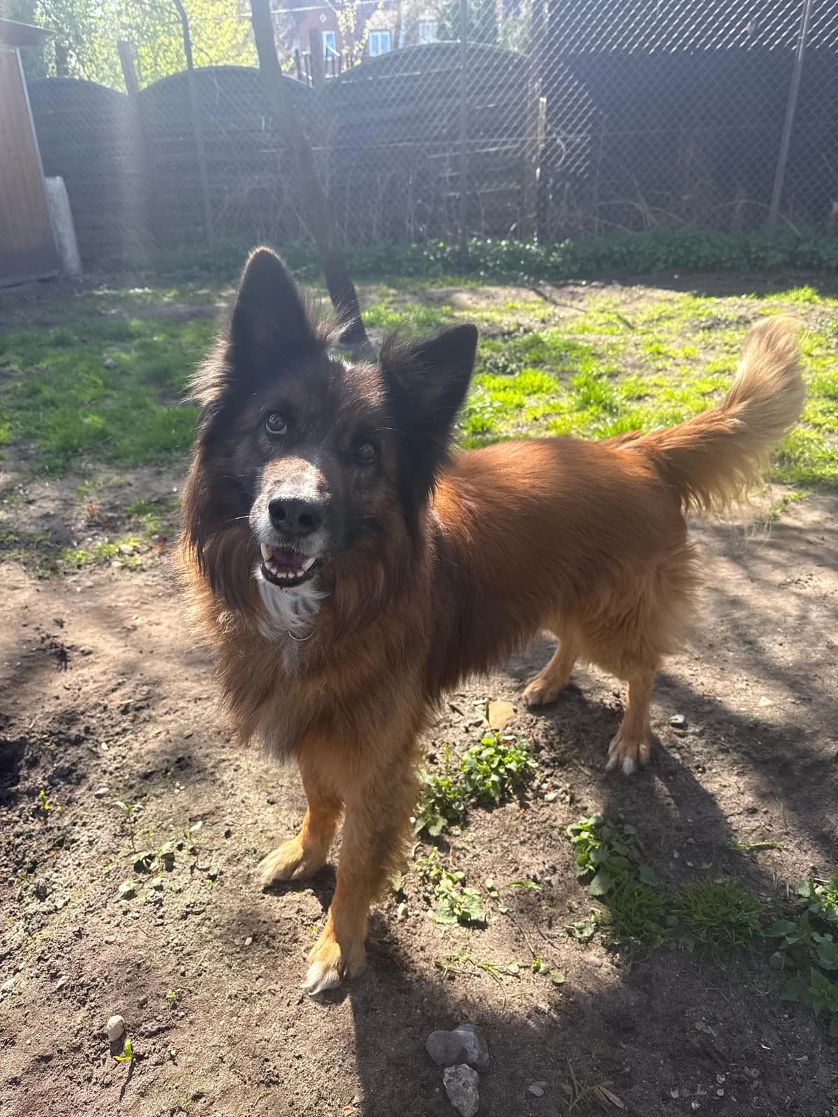 Pablo, Belgian Tervuren for adoption at Tierheim Burgdorf, Burgdorf