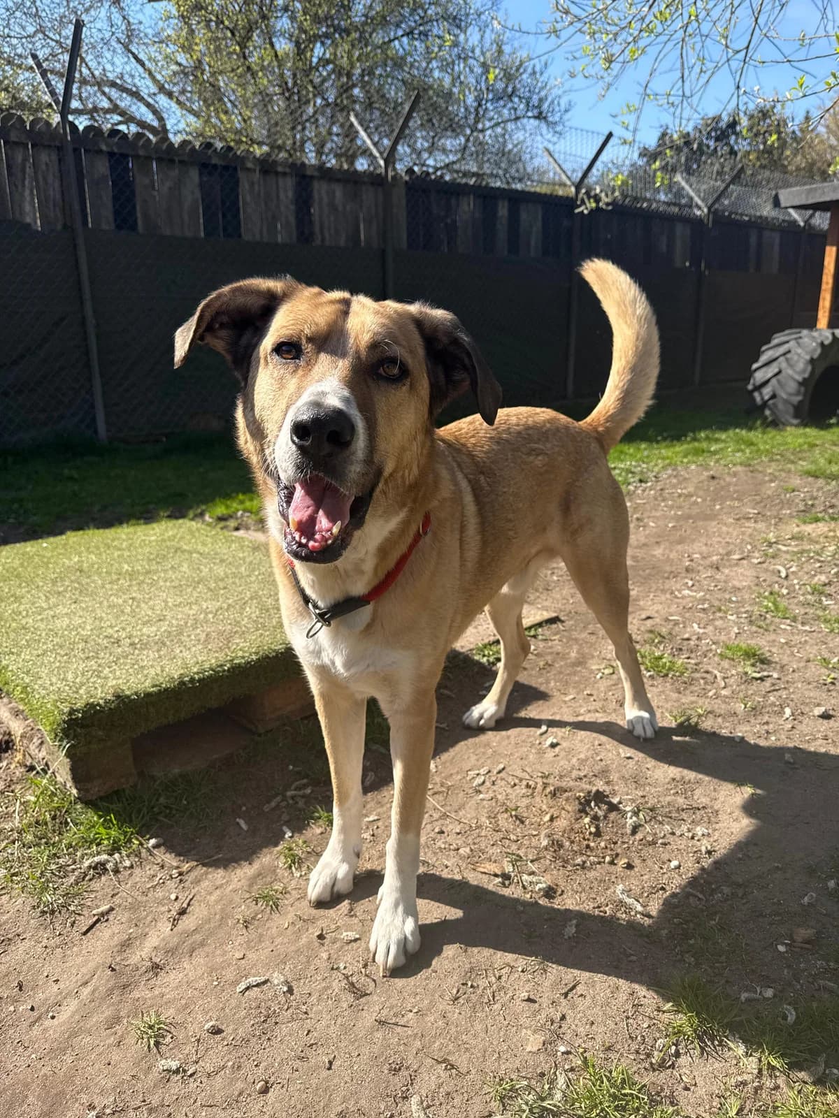 Willy Wonka, Kangal for adoption at Tierheim Burgdorf, Burgdorf