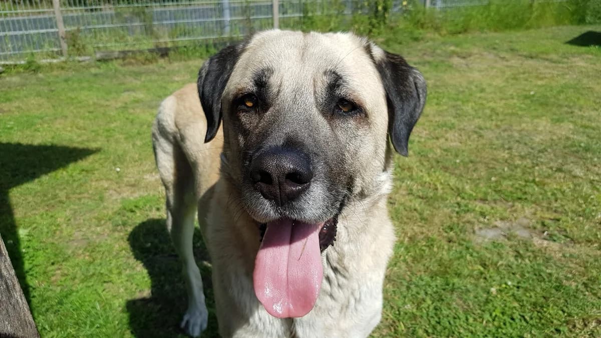 ASLAN, male senior Mixed Breed for adoption at Tierschutzverein Castrop-Rauxel e.V., Castrop-Rauxel