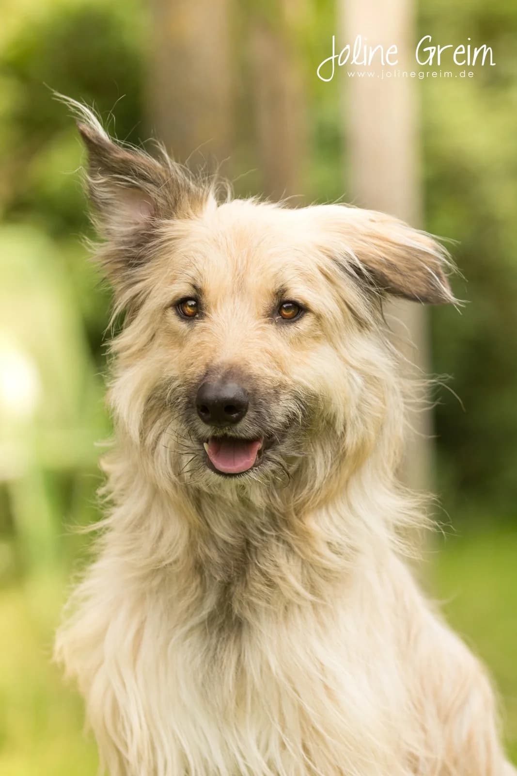 BELLA, female senior Mixed Breed for adoption at Tierschutzverein Castrop-Rauxel e.V., Castrop-Rauxel